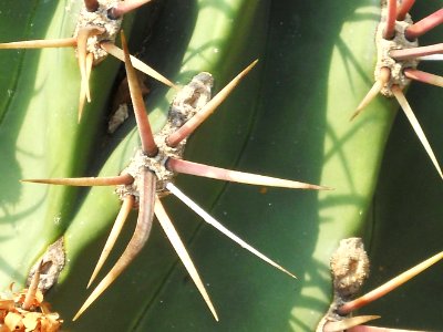 Mediterranean biome