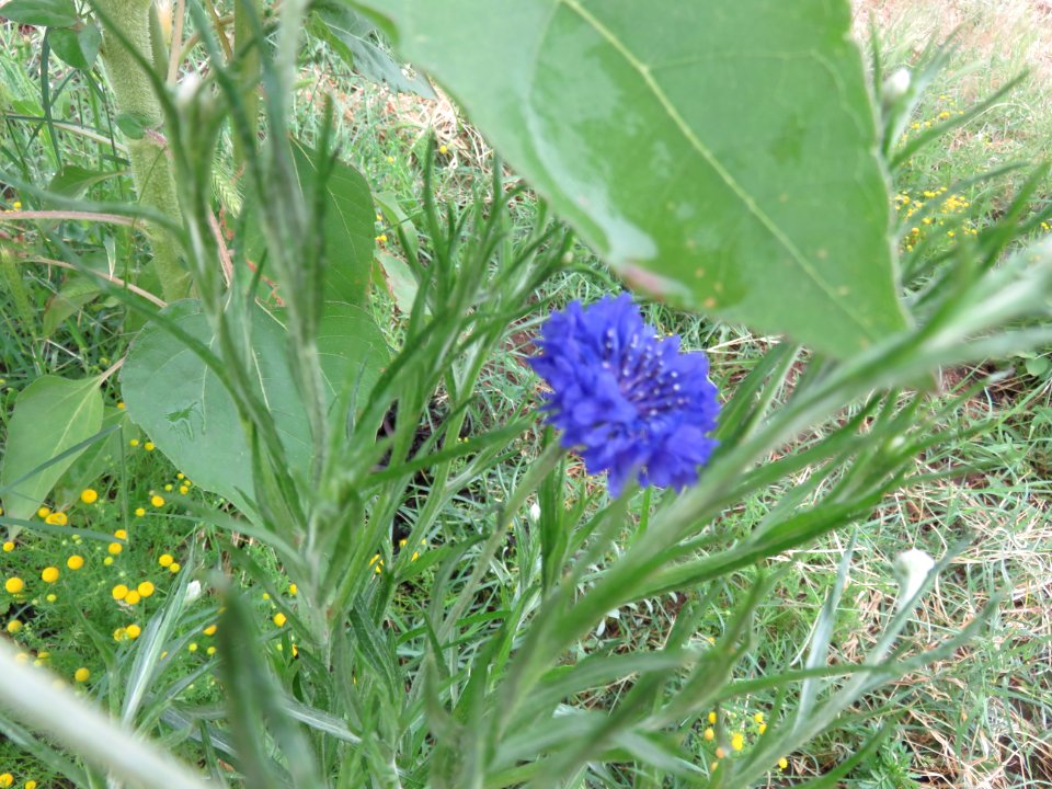 Aster - or Bachelor's Button Centauria Cyanus