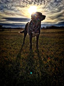 Dog Ignoring the Alien Invasion