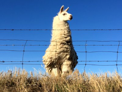 Llama Supreme photo