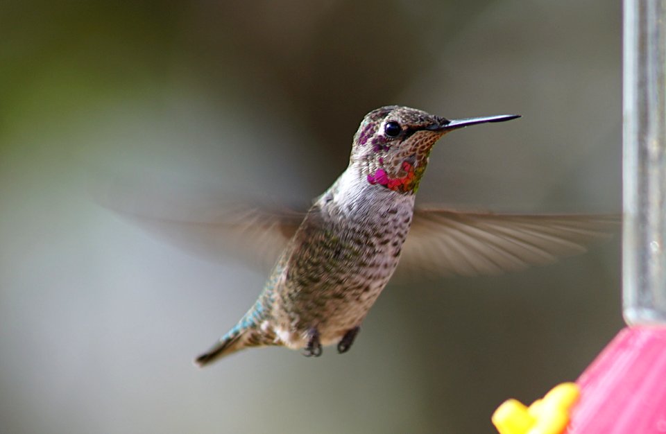 Flying Jewels