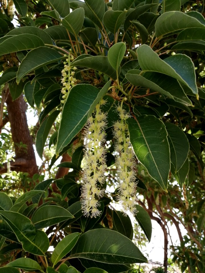 Fitolacca dioica