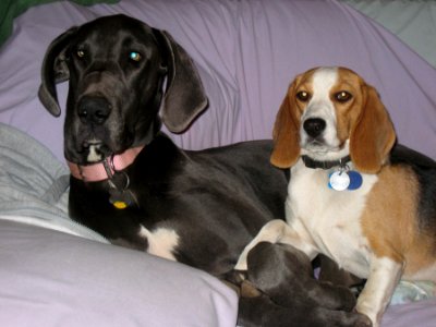 Best pals
