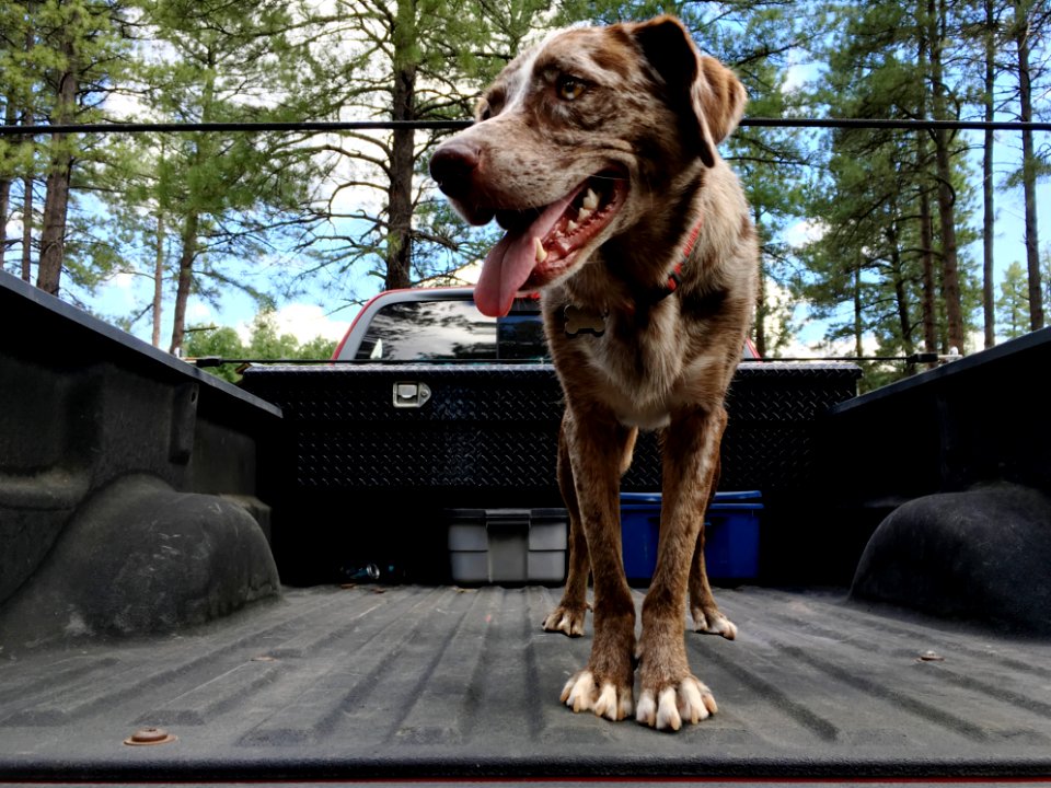 King of the Truck Bed