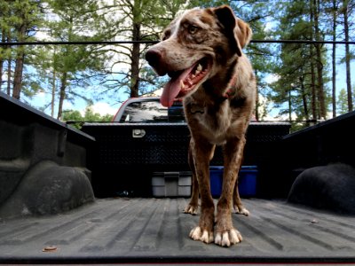 King of the Truck Bed photo
