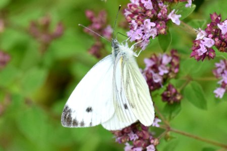 Green-veined white 2