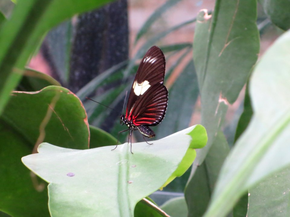 lg b doris longwing
