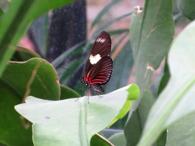 lg b doris longwing photo