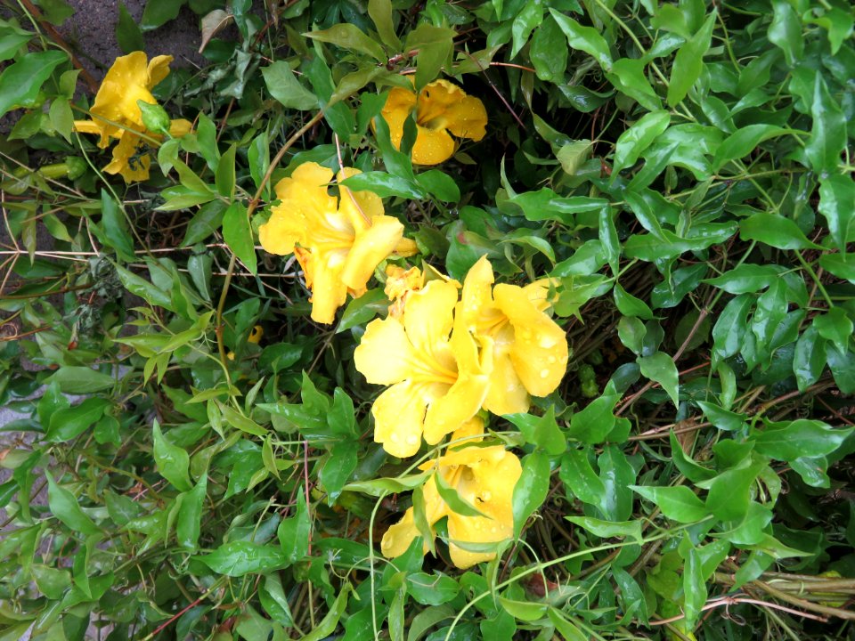 Cat's Claw Macfadeyina Unguis-cati