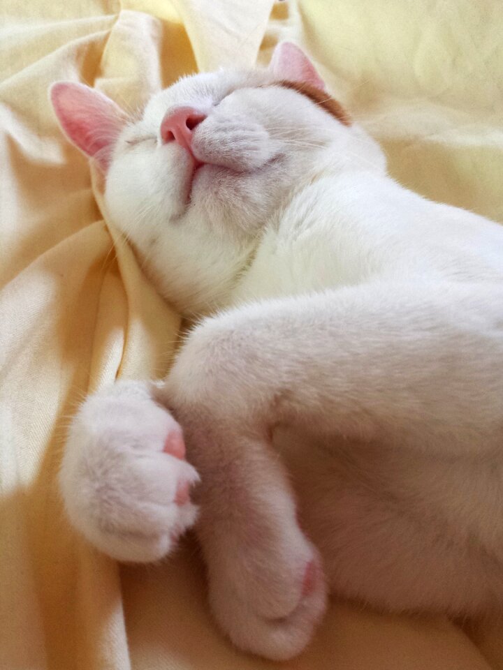 Kitty sleep sleeping