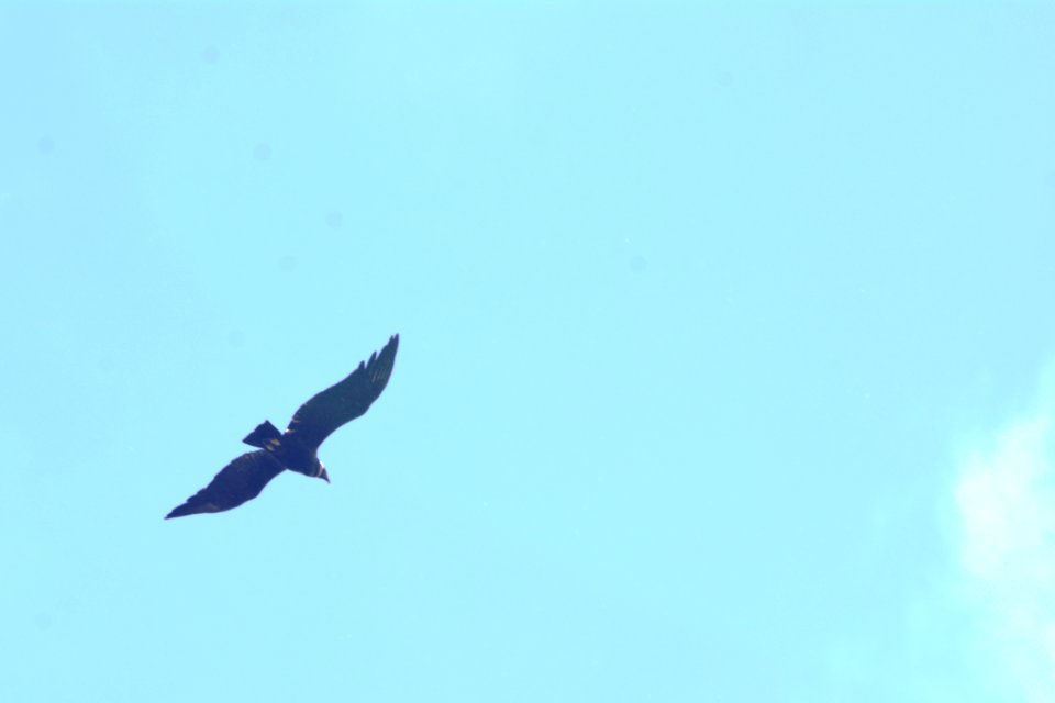 Birds Condor Day 07 PAT 3315