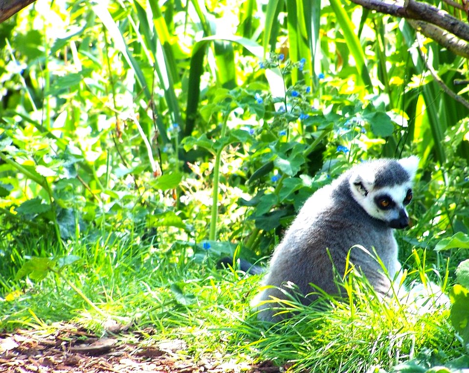 Bristol Zoo lemur