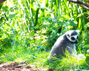 Bristol Zoo lemur photo