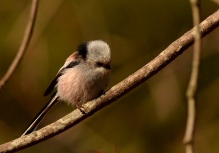 Aegithalos caudatus