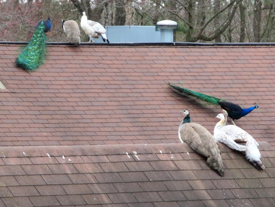bird peacocks on roof