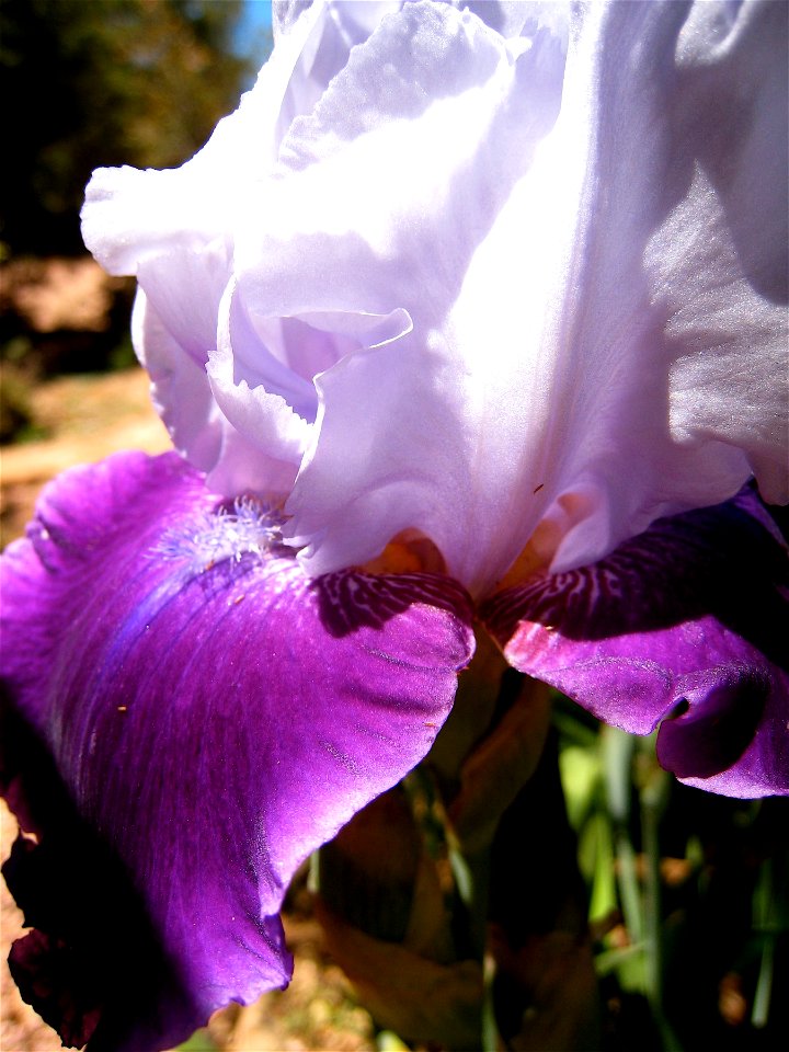 Gentle Iris photo