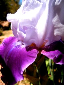 Gentle Iris