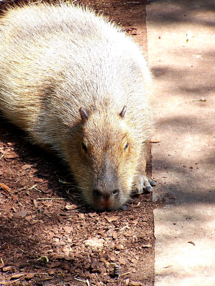 Bristol Zoo capybara