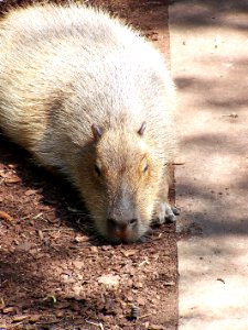 Bristol Zoo capybara