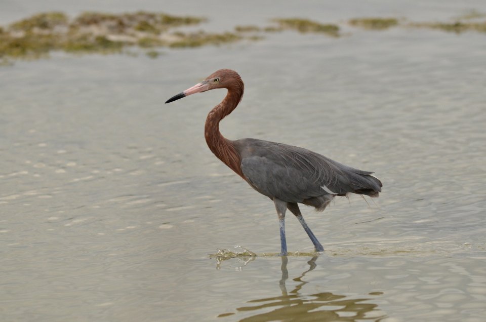 Egretta rufescens
