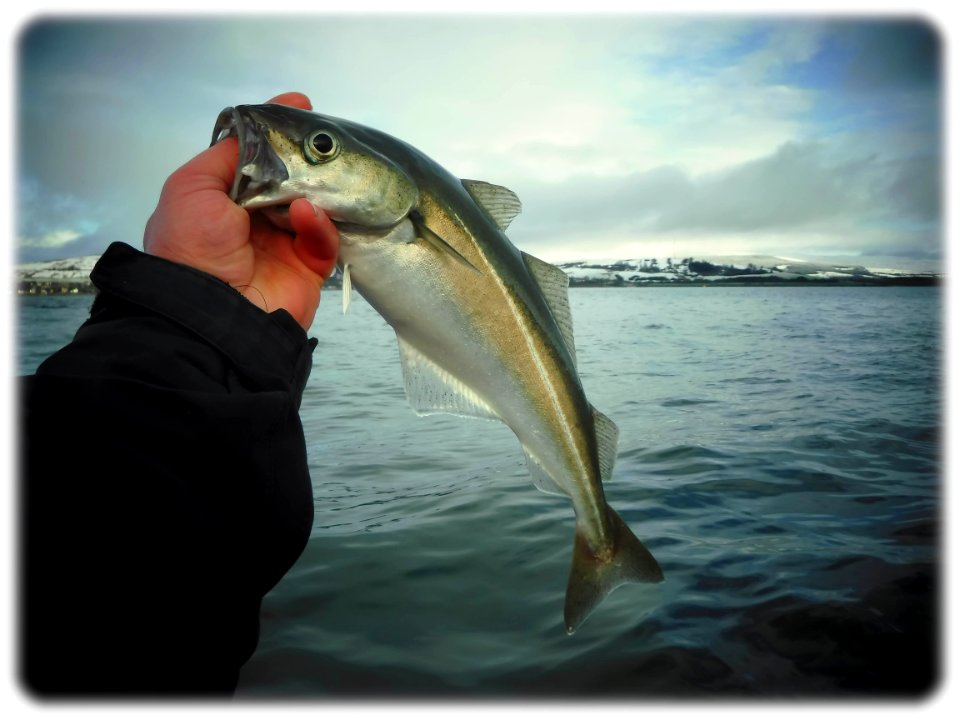 Catching allsorts .