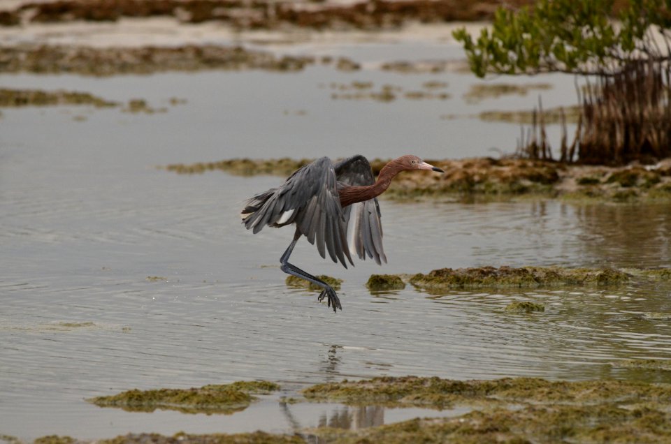 Egretta rufescens