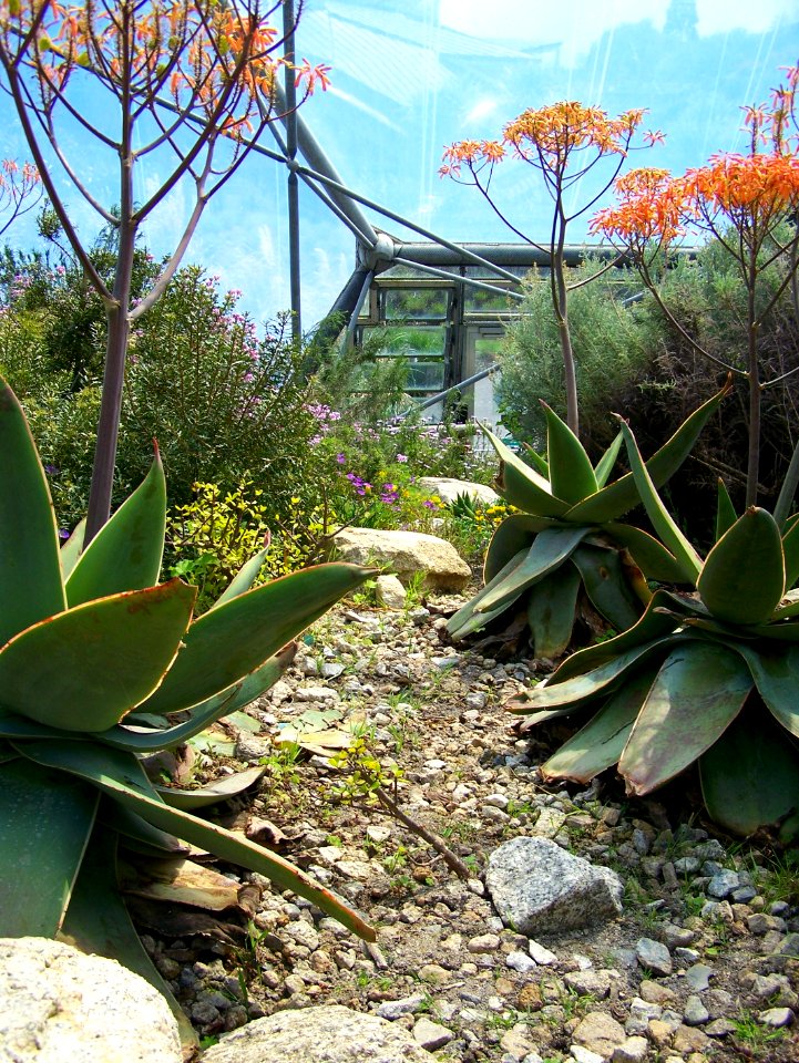 Eden Project mediterranean