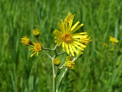 Flora macro inflorescence