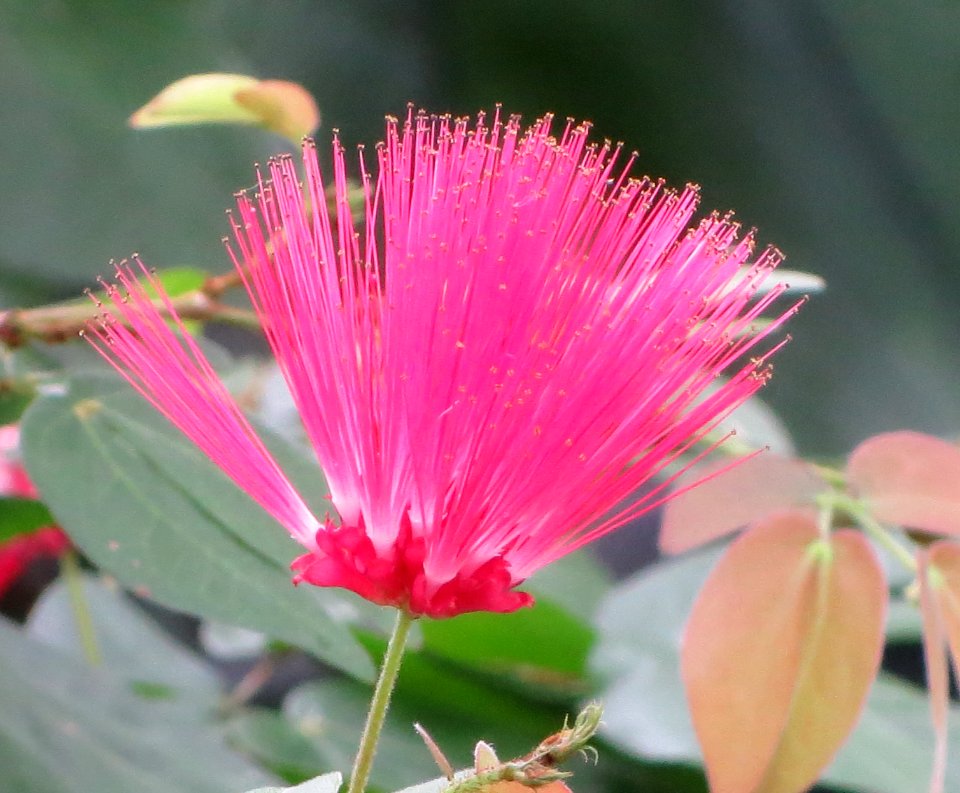 lg power puff tree blossom