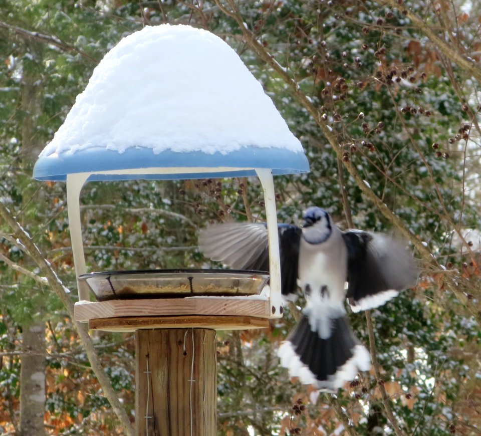 Blue Jay Landing at Feeder