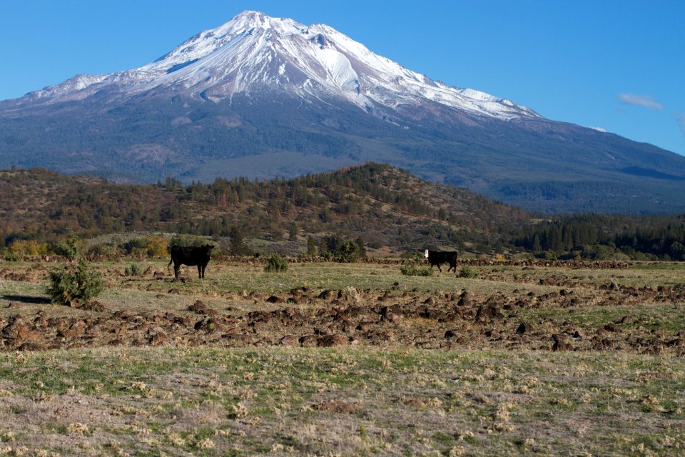 2014/365/292 Mooing Around Mt Shasta