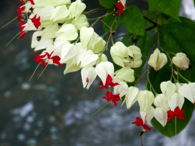 lg bleeding hearts