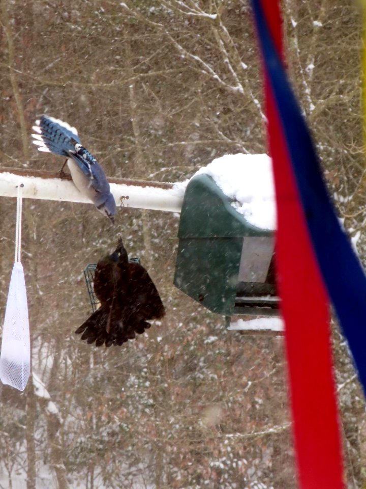bird epic battle1