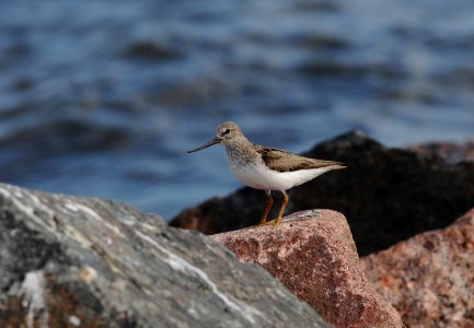 Xenus cinereus