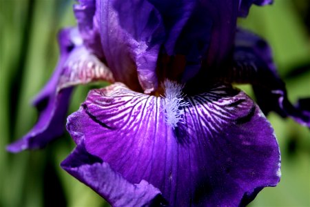 Iris Color Explosion