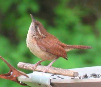 young carolina wren2 photo