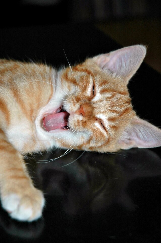 Tired yawn tongue