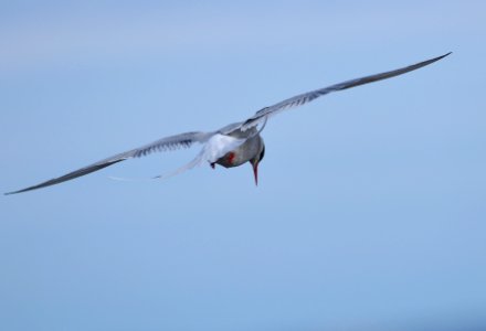 Sterna paradisaea photo