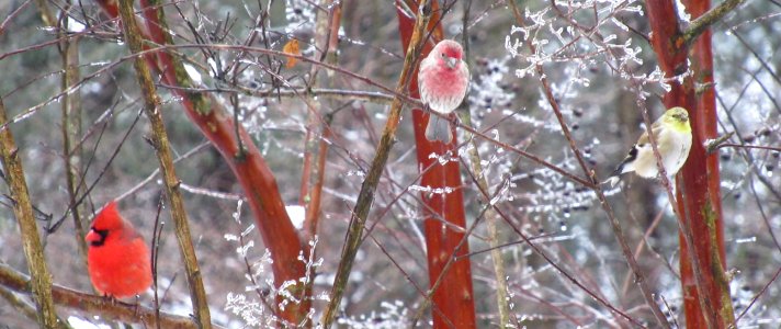 Colorful Birds in Ice