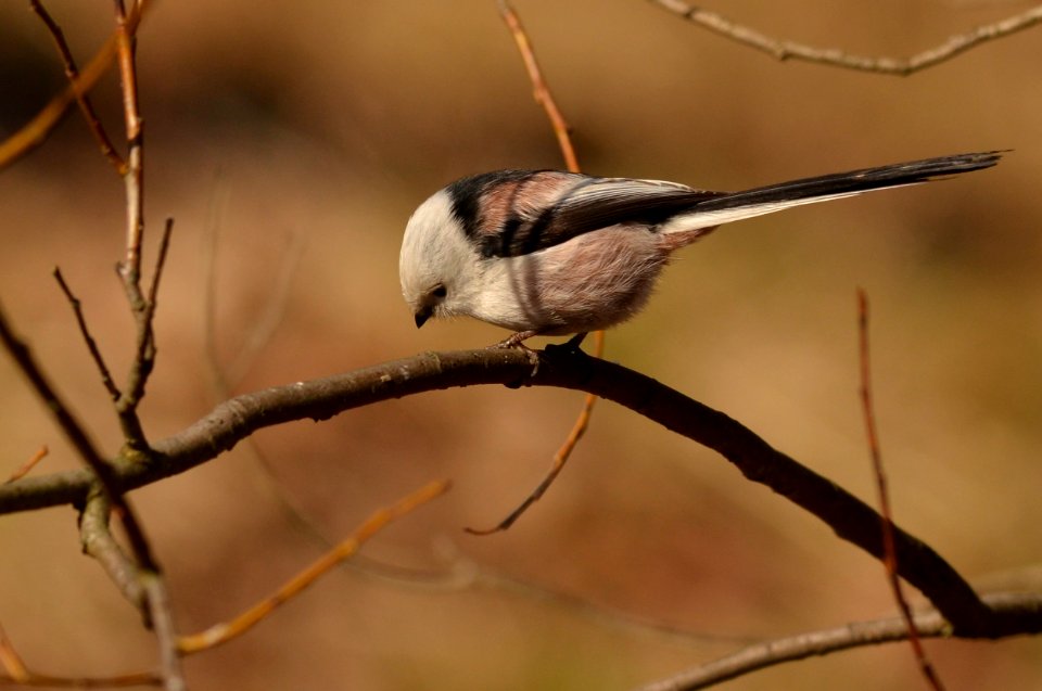 Aegithalos caudatus