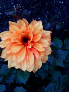 The Eden Project