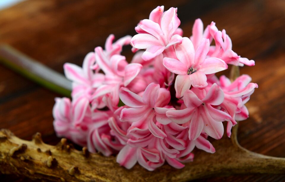 Fragrant flower fragrant flowers