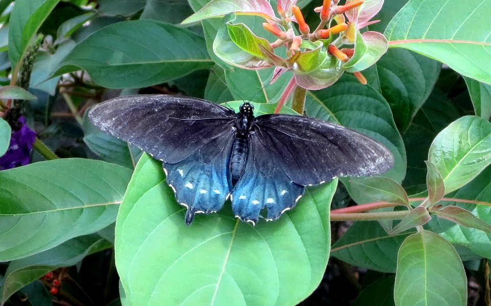 lg b pipevine swallowtail