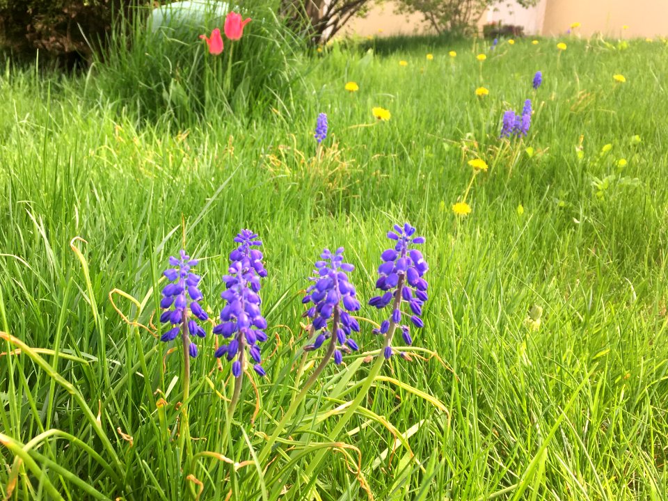 Flowers in the Grass