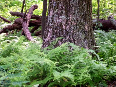 flora old growth forest