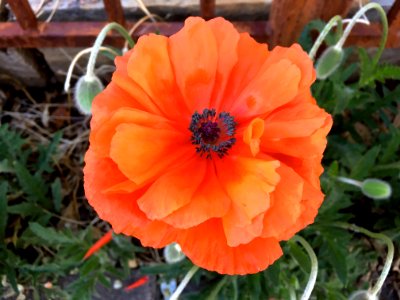 Mondo Poppy