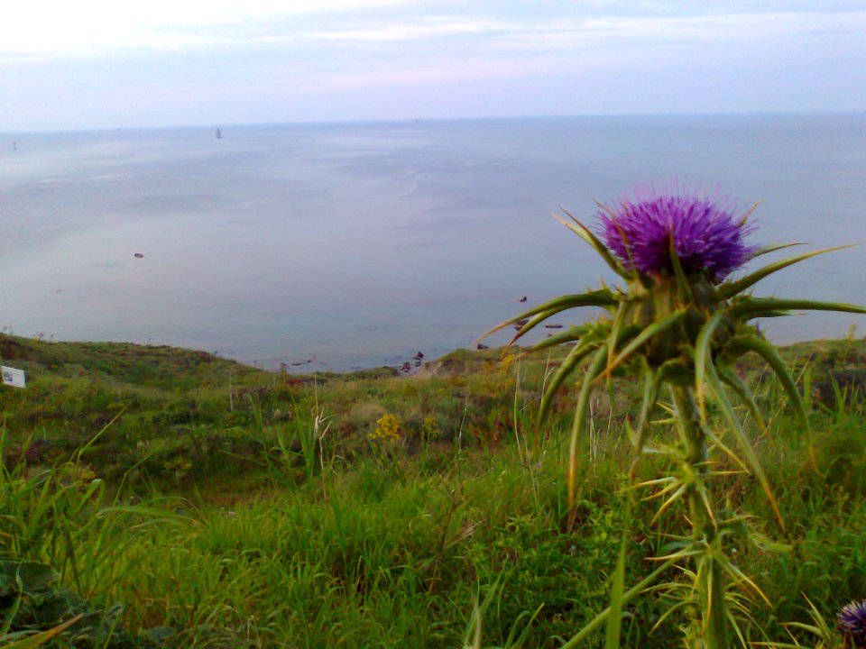 Cardo