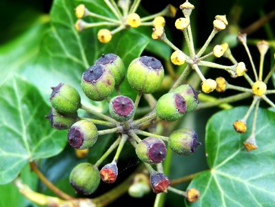 Berries