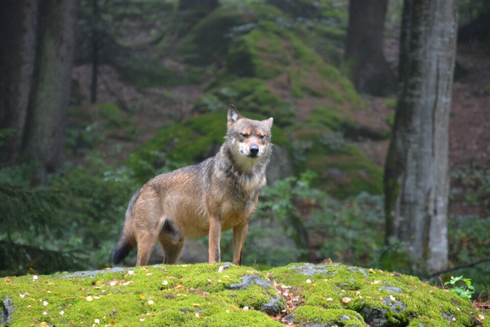 Predator wild forest