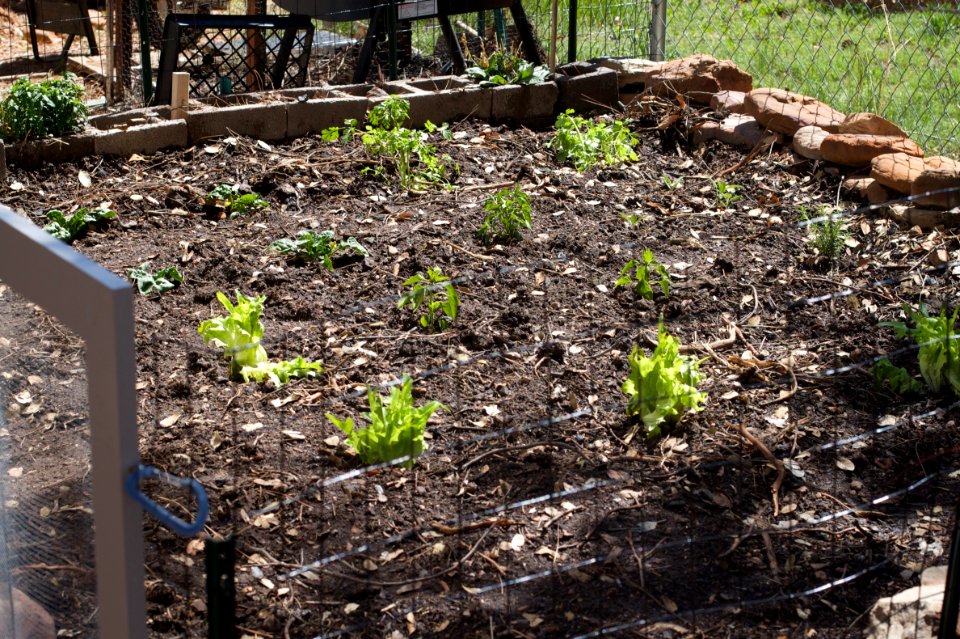 Vegetable Patch Started Up
